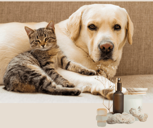 Fragrances and Our Best Friends: Are Essential Oils Bad for Dogs and Cats?