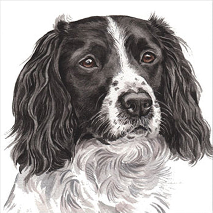 A detailed illustration of a black and white dog with long, wavy ears and expressive brown eyes, facing forward against a white background.