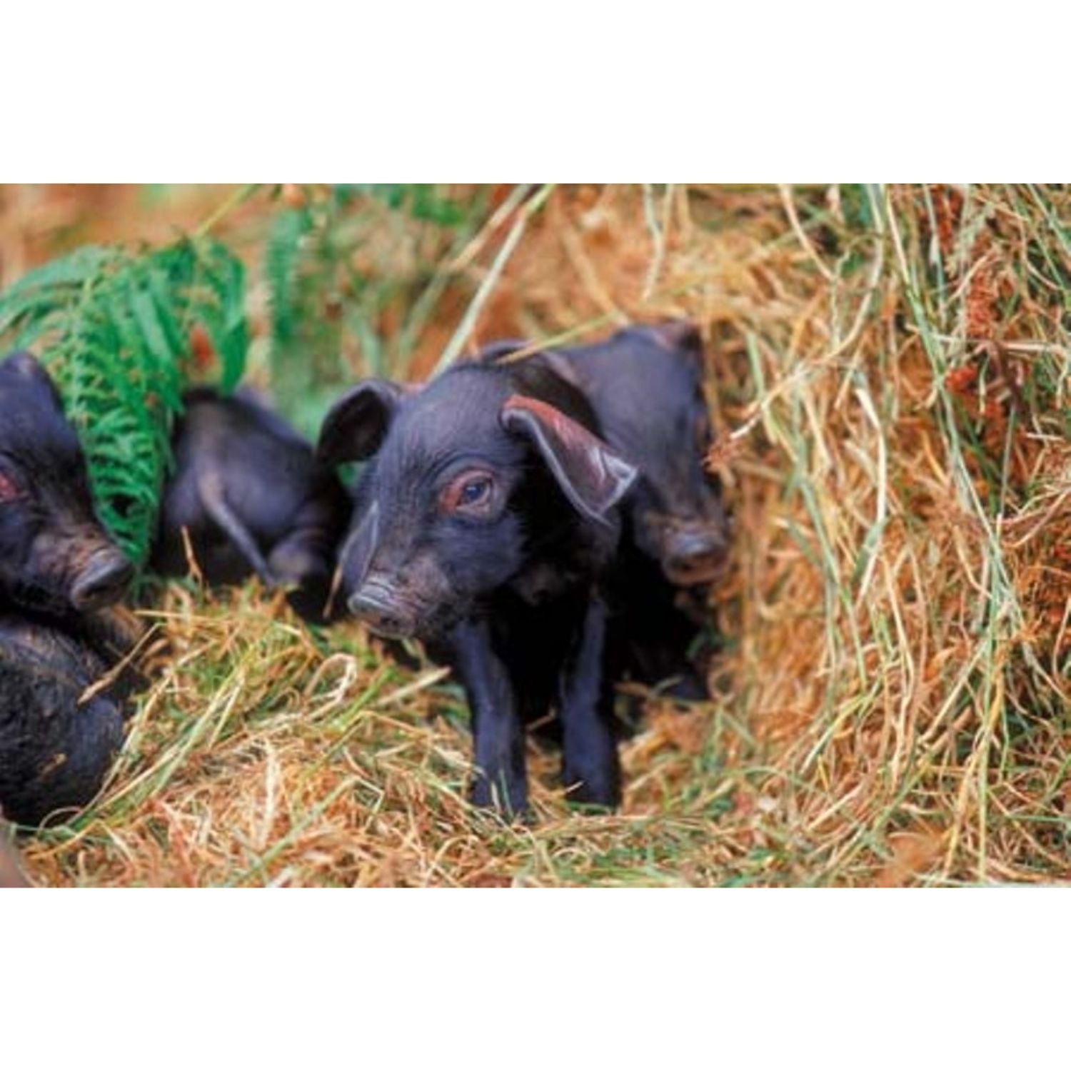 Three small black piglets stand and sit on dry hay, partially hidden by straw and green leaves, looking out curiously. The scene appears natural and outdoors.