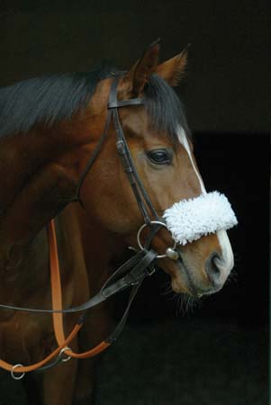 A brown horse with a white stripe on its face wears a bridle and a fluffy white noseband, pictured in profile against a dark background.