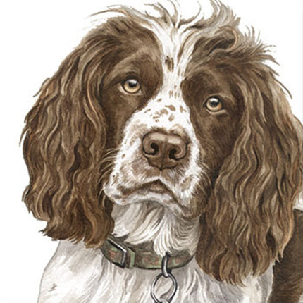 WaggyDogz Blank Greeting Card Springer Spaniel