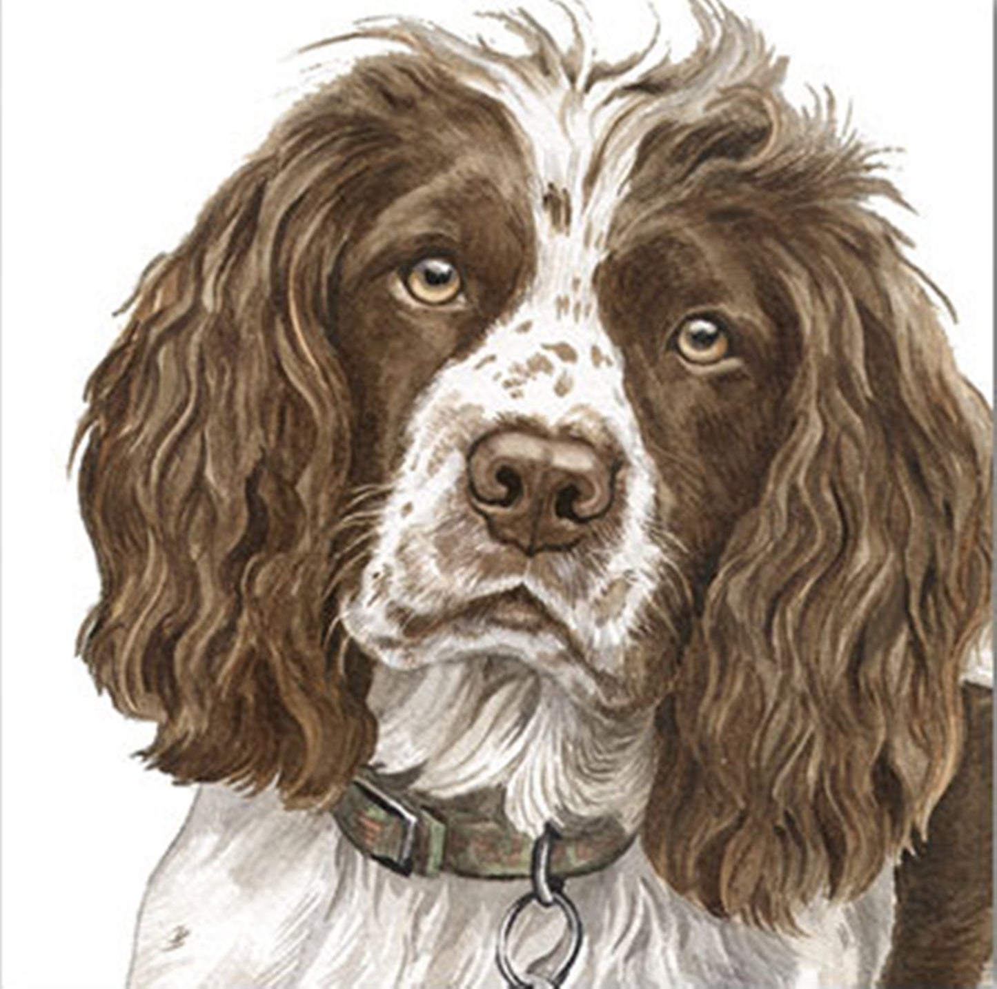 WaggyDogz Blank Greeting Card Springer Spaniel