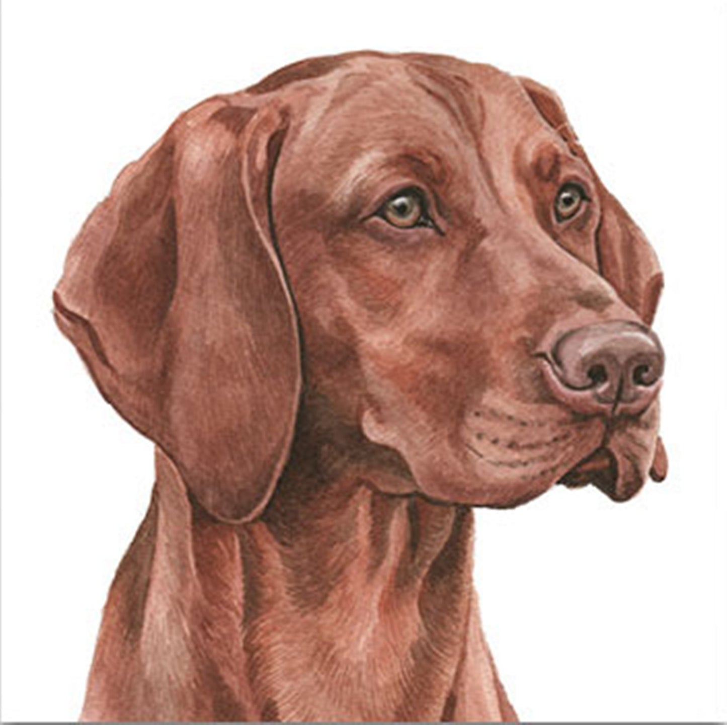 WaggyDogz Blank Greeting Card Hungarian Vizsla