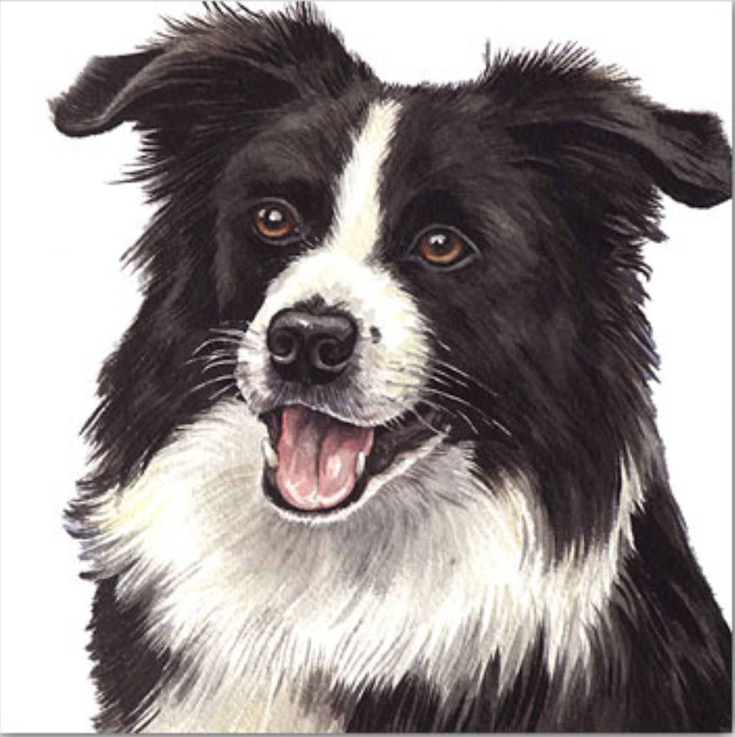 WaggyDogz Blank Greeting Card Border Collie