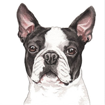The WaggyDogz Blank Greeting Card Boston Terrier by WaggyDogz features a square watercolor painting of a black and white Boston Terrier with large upright ears and a serious expression on a plain white background.