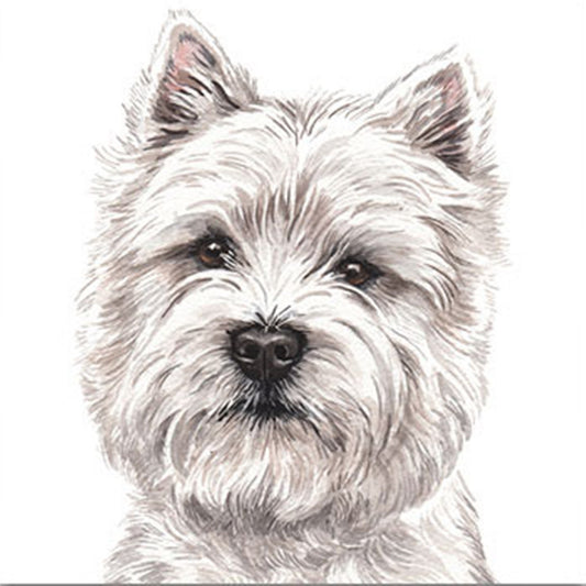 The head of a West Highland Terrier looking forward with alert pointed ears deep brown eyes and black nose. 