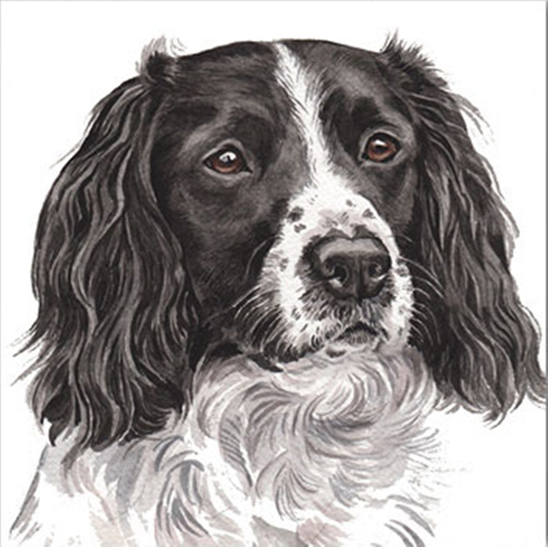 The head and shoulders of a black and white springer spaniel with a black face and ears.  Between the dog's brown eyes there is a white stripe merging into a  white area around the nose. The white area has black spots.