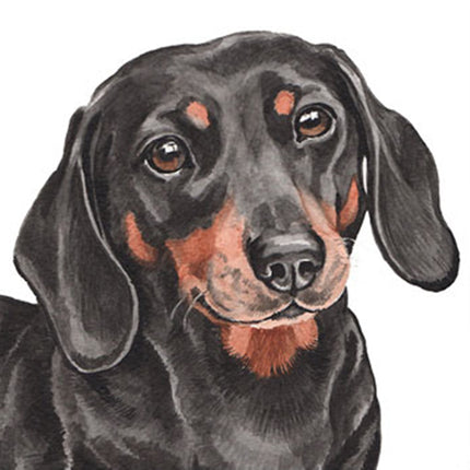 The head and shoulders of a sweet black and tan Dachshund who is looking forward with a kind facial expression. The dog is mostky black with tan eyebrows, nose and mouth and a tan patch on its neck. It has shiny brown eyes and black nose.
