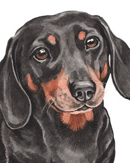 The head and shoulders of a sweet black and tan Dachshund who is looking forward with a kind facial expression. The dog is mostky black with tan eyebrows, nose and mouth and a tan patch on its neck. It has shiny brown eyes and black nose.