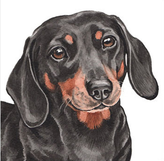 The head and shoulders of a sweet black and tan Dachshund who is looking forward with a kind facial expression. The dog is mostky black with tan eyebrows, nose and mouth and a tan patch on its neck. It has shiny brown eyes and black nose.