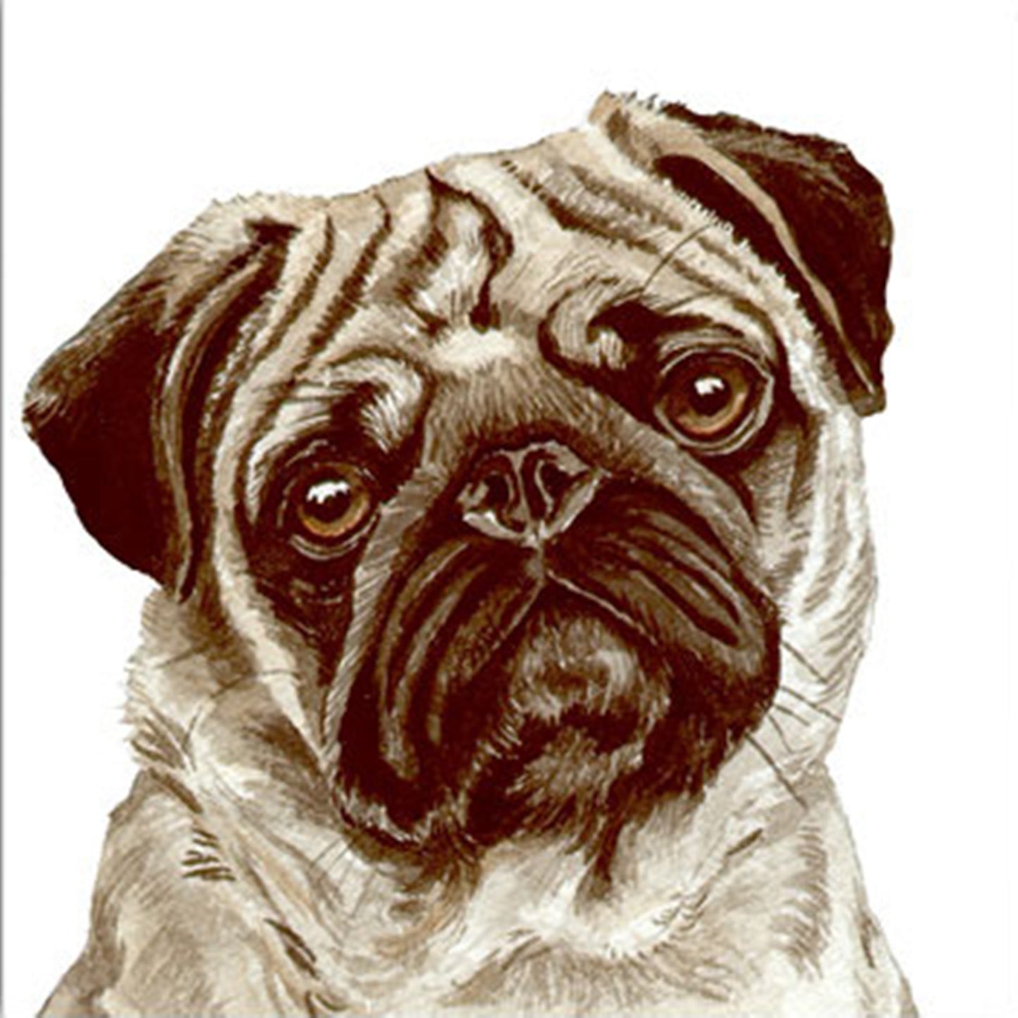 WaggyDogz Blank Greeting Card Pug Beige