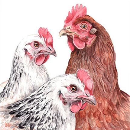 WaggyDogz Blank Greeting Card Hens