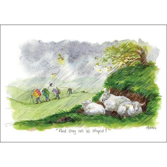 a greeting card with a cartoon of sheep sheltering from a storm watching hikers walking in pelting rain. The caption reads and they call us stupid!