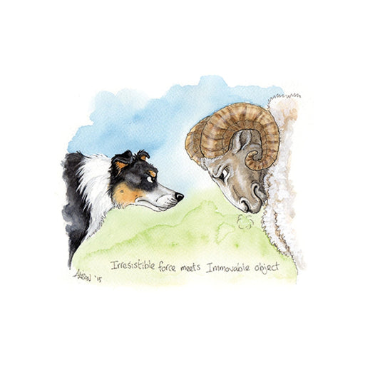 Greeting Card Alisons Animals Border Collie Irresistible Force