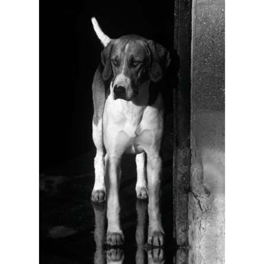 Greeting Card Hound Dog Black and White Photograph Blank Inside With Envelope