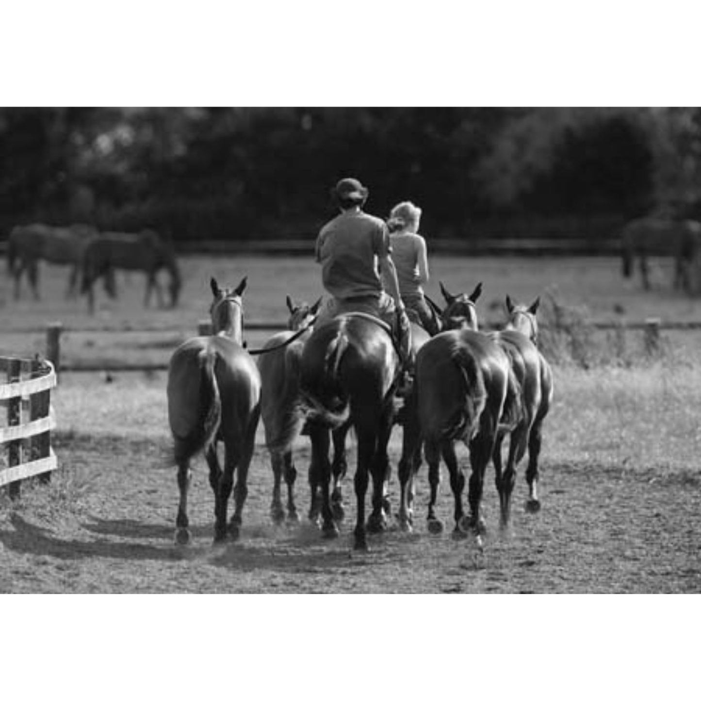 CSP Evening Exercise Horse Greeting Card