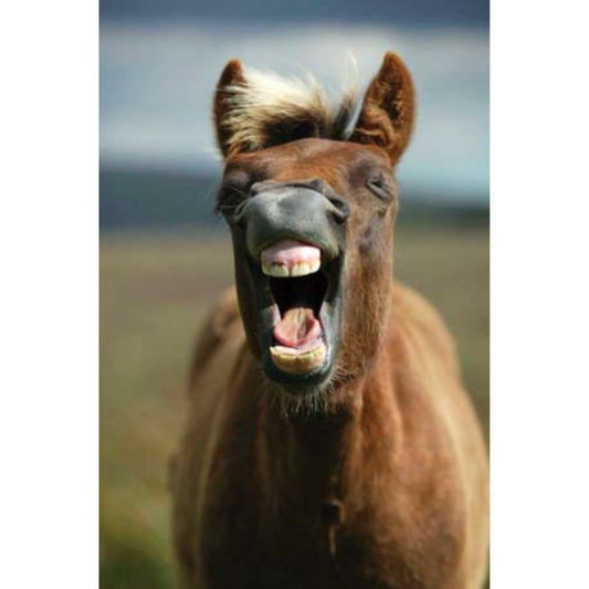 a chestnut dartmoor pony looking forwards and yawning
