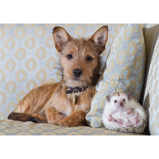 Greeting Card Dog and Hedgehog Photograph Blank Inside With Envelope