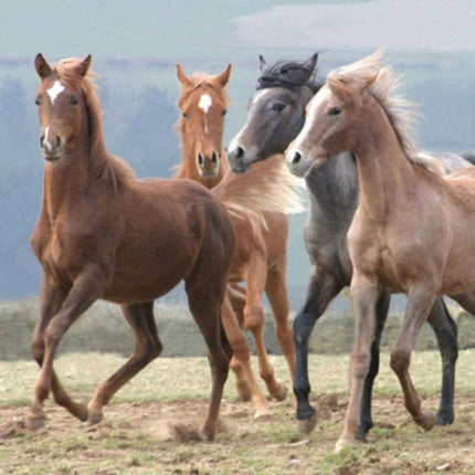 Four horses, three brown and one gray, run across a grassy field on the Dancing In The Wind Horse Greeting Card from Otter Houses Countryside Collection—perfect for horse lovers birthdays or special greetings.