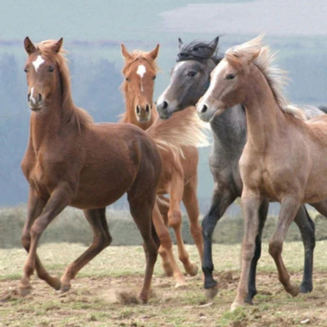 Four horses, three brown and one gray, run across a grassy field on the Dancing In The Wind Horse Greeting Card from Otter Houses Countryside Collection—perfect for horse lovers birthdays or special greetings.