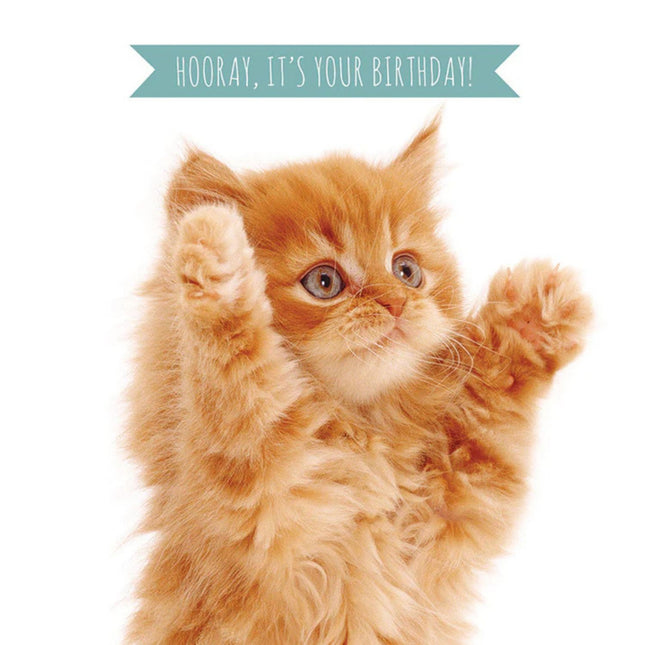 A greeting card with a photograph of a cute ginger tabby kitten. The front reads "Hooray Its Your Birthday!"card