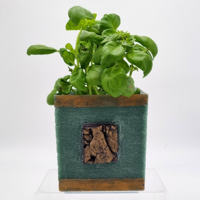 A green basil plant grows in the Quaver&Lyric Plant Pot Holder Square Green Wax With Aged Gold Decoration, featuring a decorative bark-like square and bronze edges, set against a plain white background.