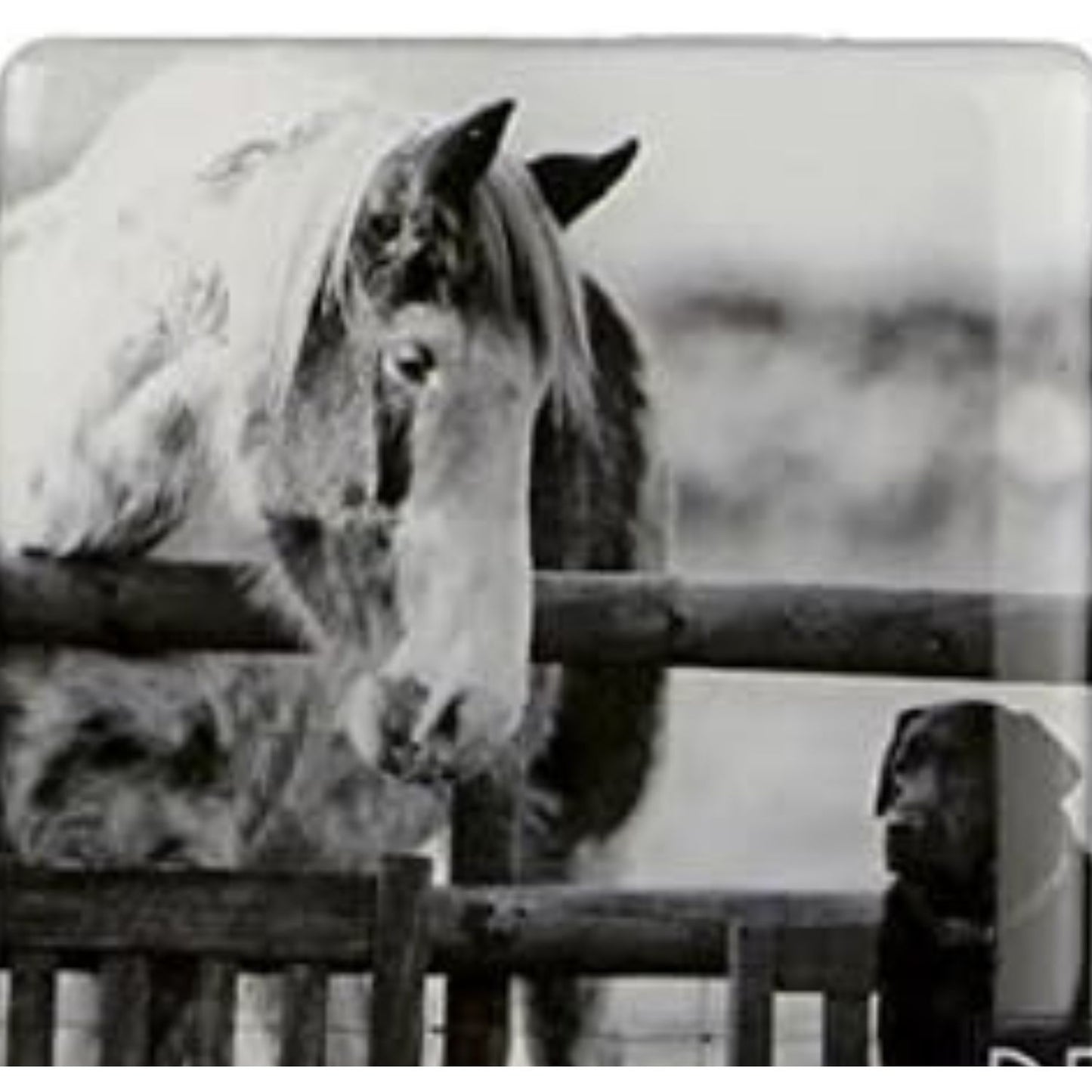 Fridge Magnet Horse and Dog Best Mates Villager Jim